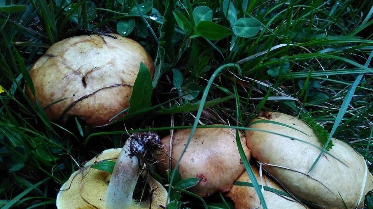 Un 5,97% dels fongs del país estan amenaçats