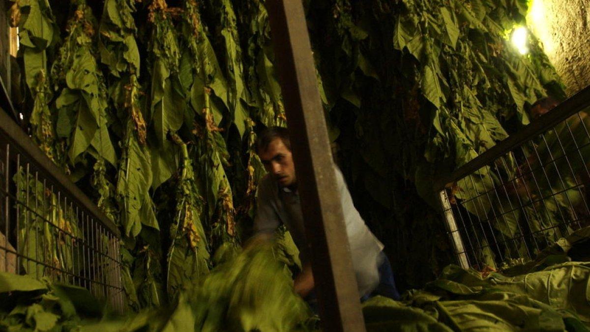 Els fabricants de tabac avalen l'acord de 30 anys amb la UE