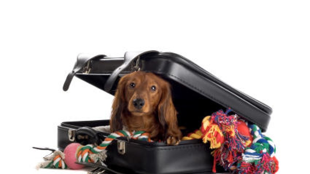 De vacances amb els peluts