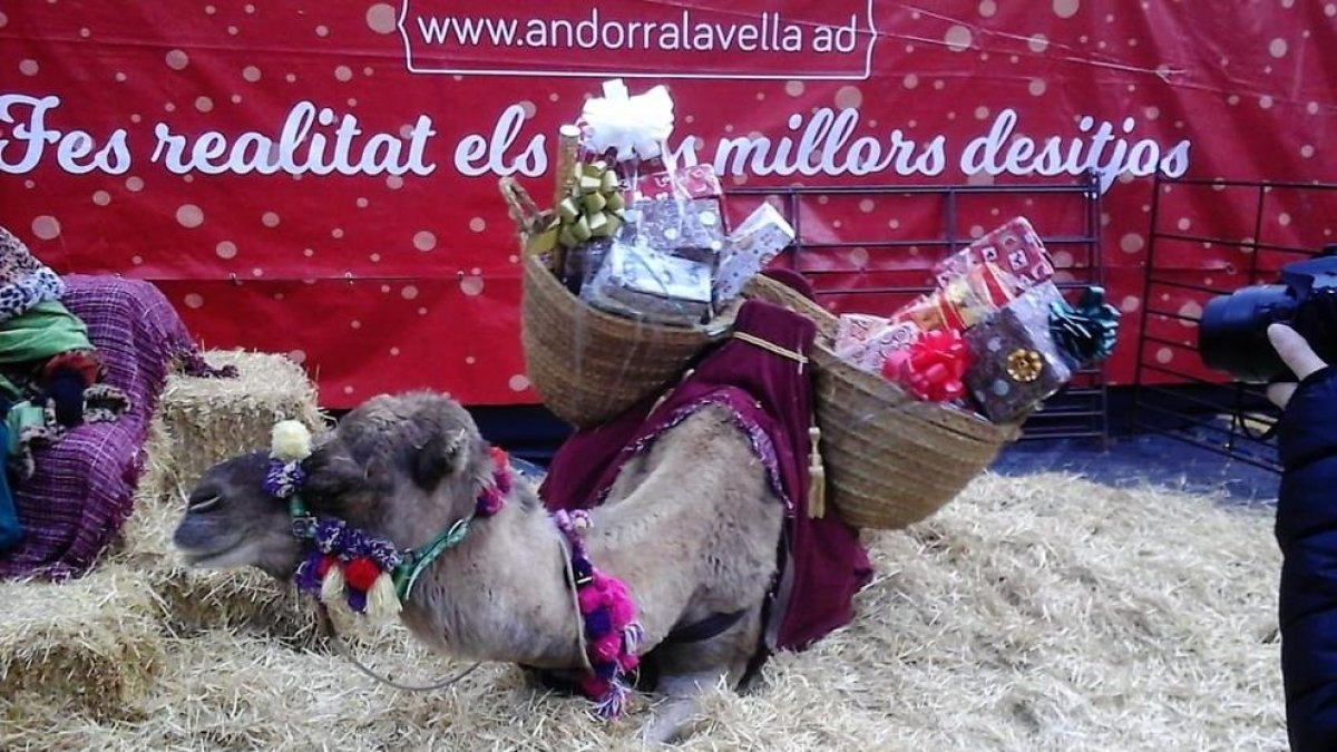 Preocupació de L'A pels animals del Poblet de Nadal