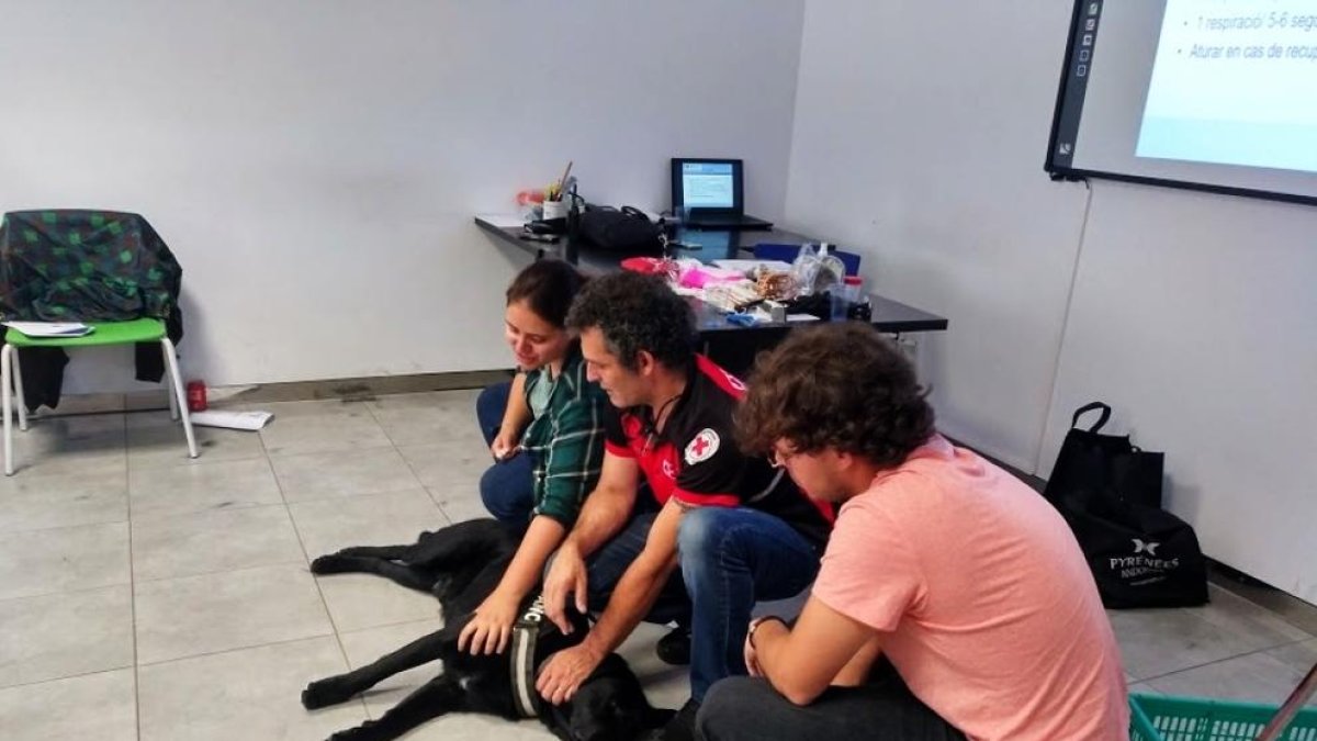 Quinze persones aprenen a auxiliar un gos amb un problema de salut