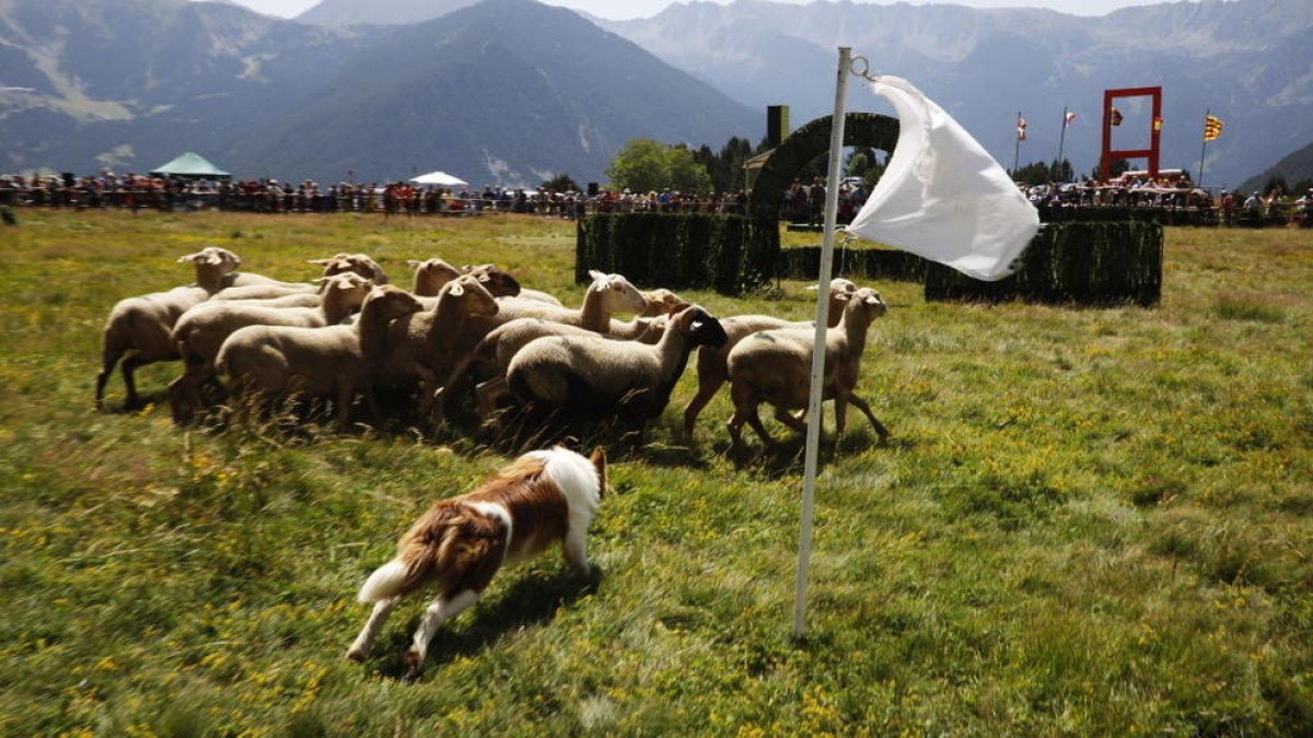 XXX edició del concurs de gossos d'atura a Canillo