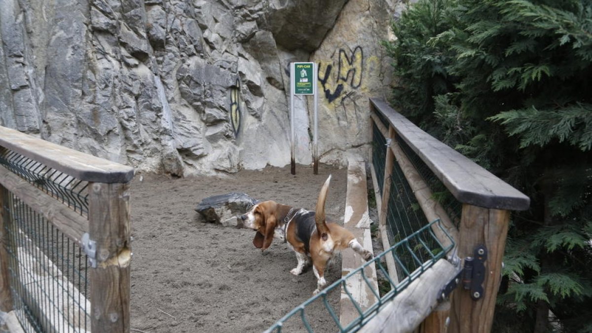El rastre de la tifa