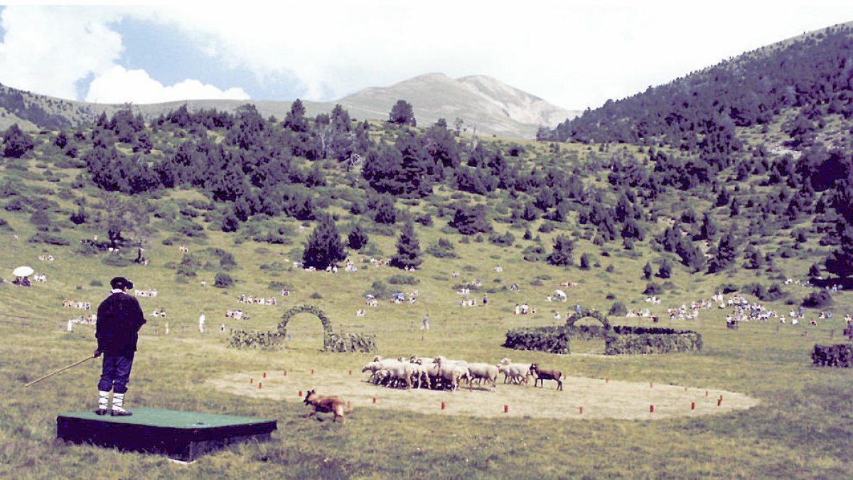 Un ramader durant l'exhibició de gossos