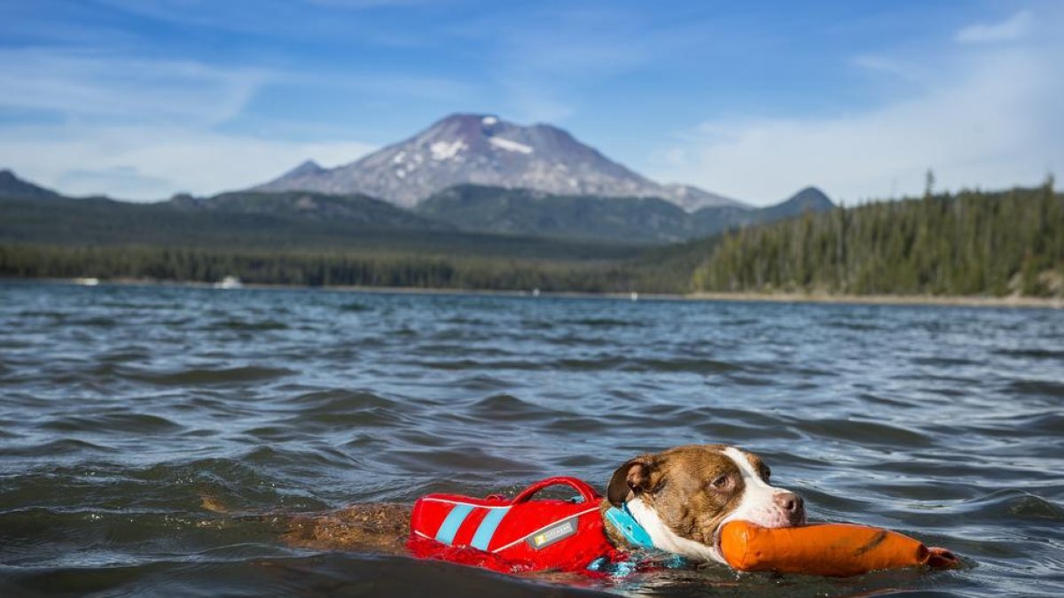 La botiga Bones Companyies ofereix productes per afavorir que els gossos es puguin relaxar durant el bany