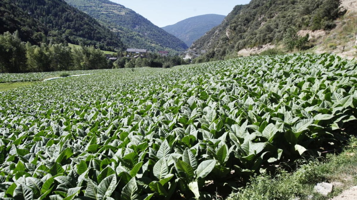 La pedra malmet el 40% de les plantacions de tabac del país