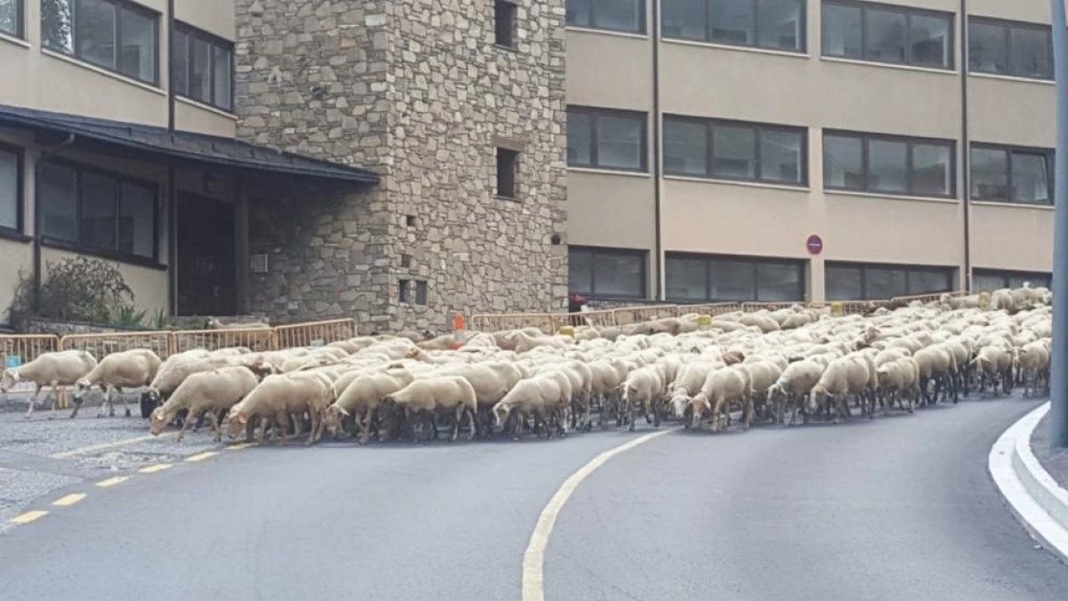 Unes 1.500 ovelles comencen la transhumància als prats de muntanya
