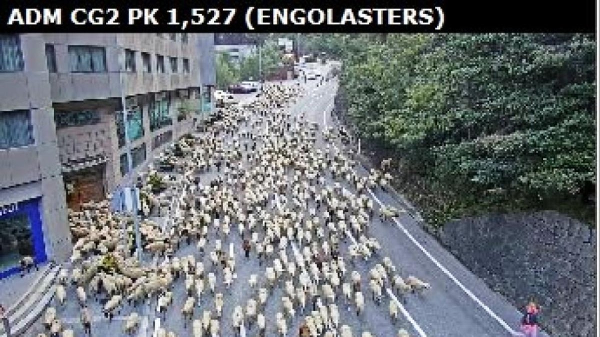 La transhumància provoca talls previstos a les carreteres