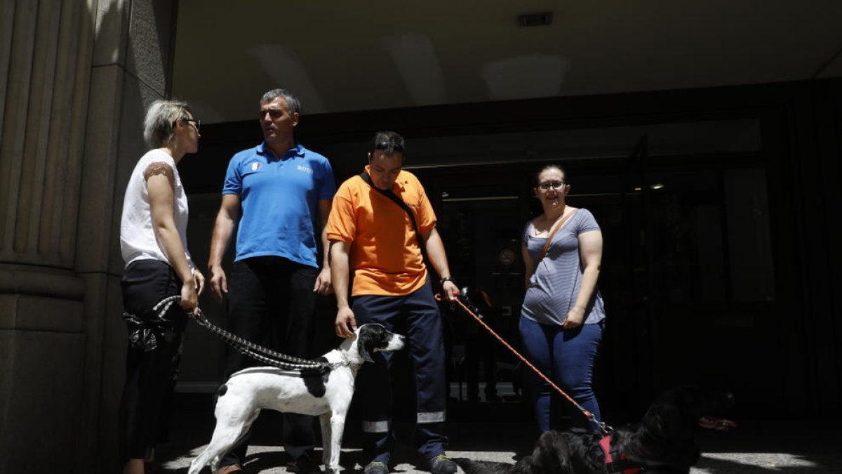 Laika protestarà a la Batllia pel cas dels gossos morts en un pis