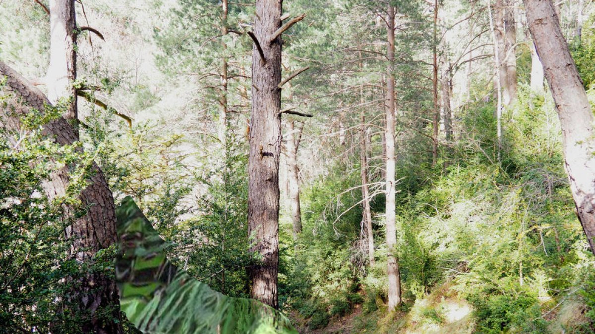 Llops i menairons al bosc de l'Esquella