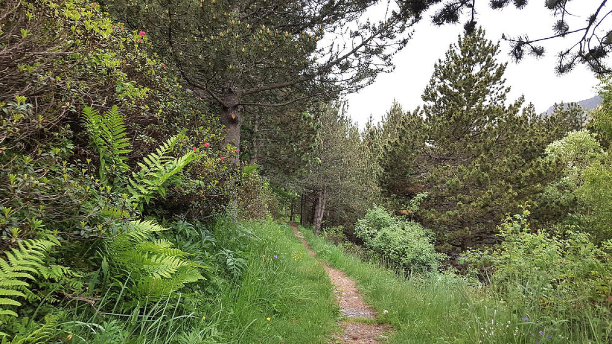 Diversitat esplèndida