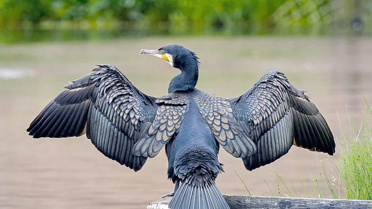 Els nostres visitants vikings Corb marí gros