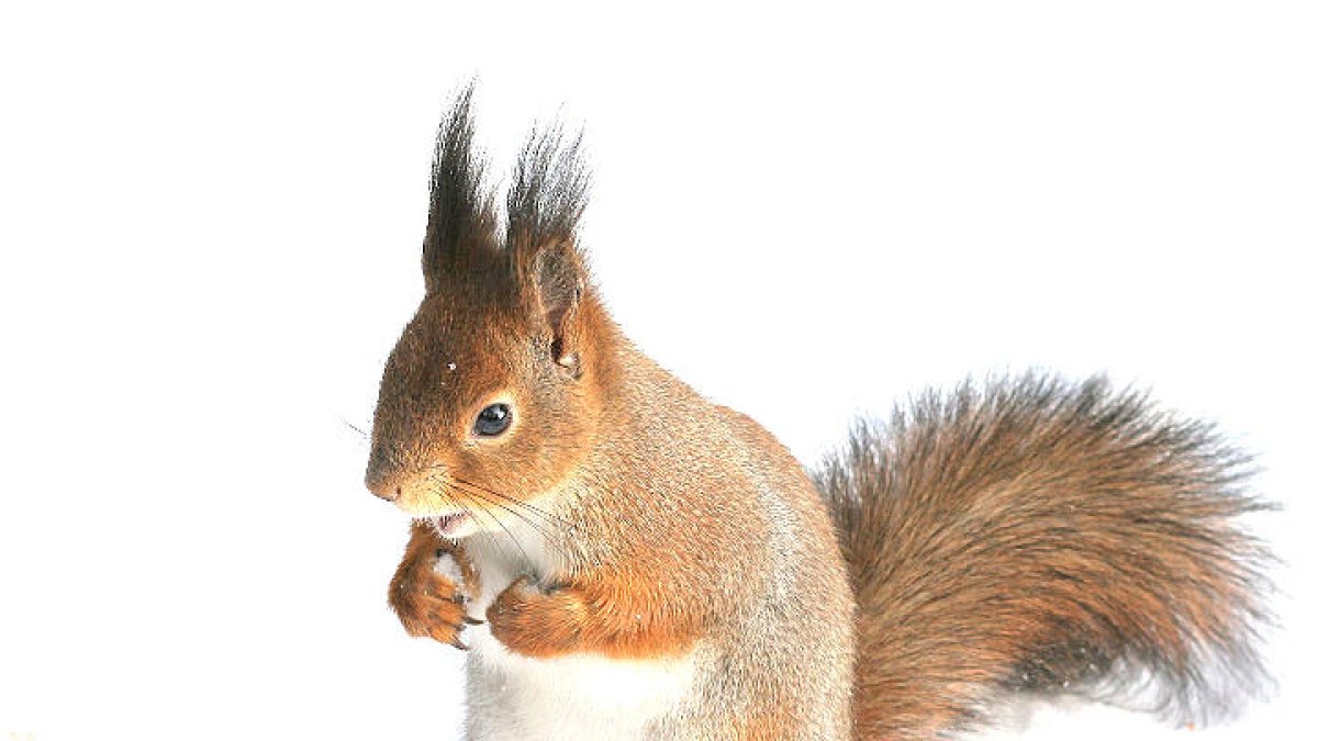 El missatger del bosc: esquirol vermell