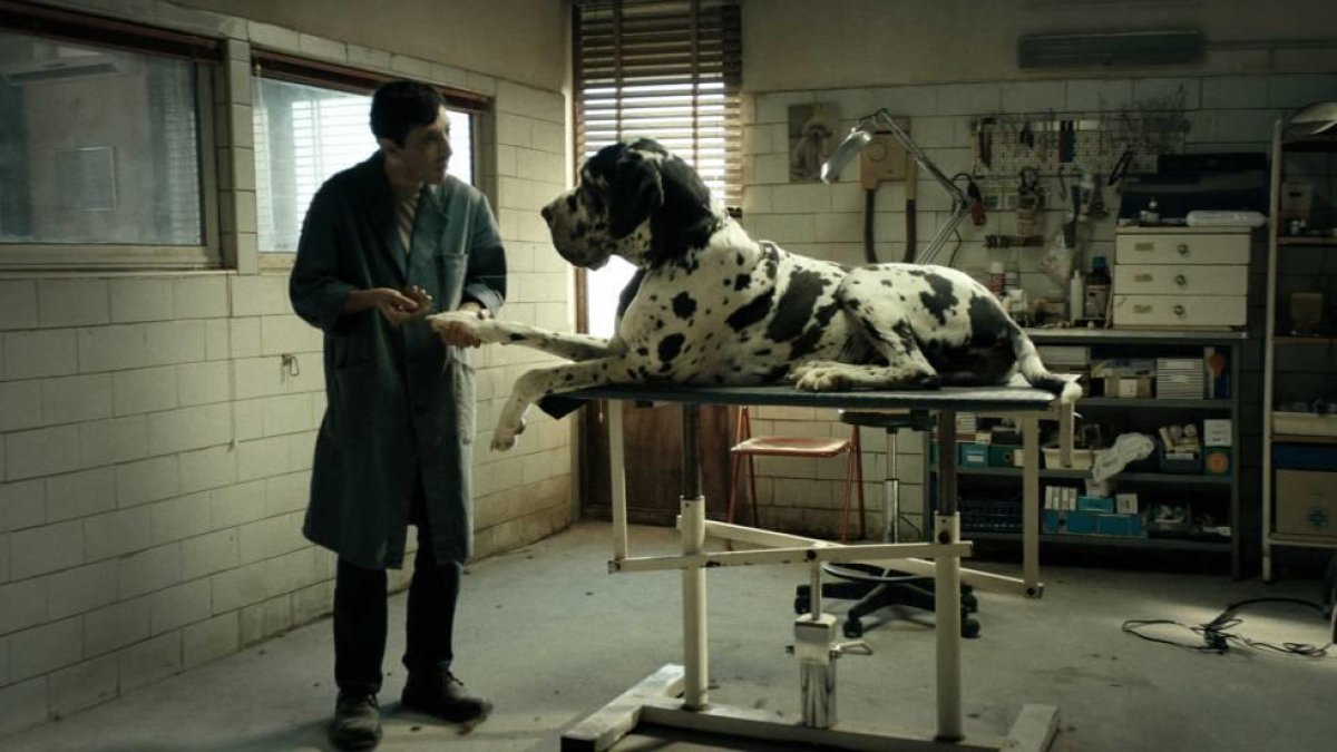 'Dogman', proposta per demà del Cineclub