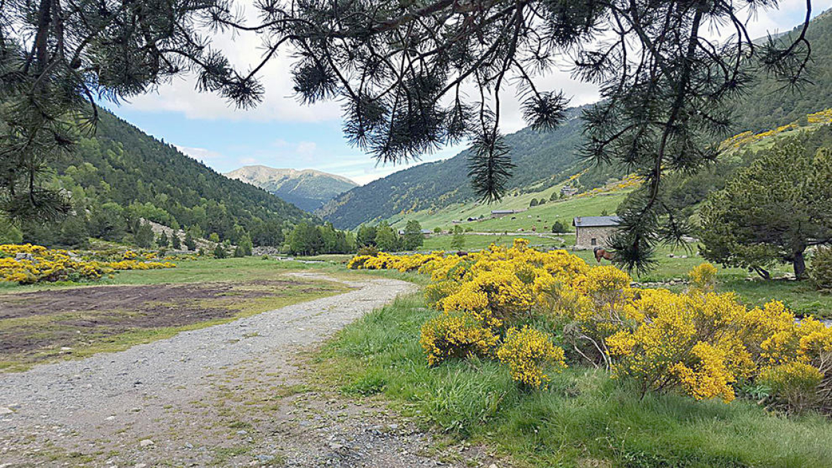 Un camí ple de flora