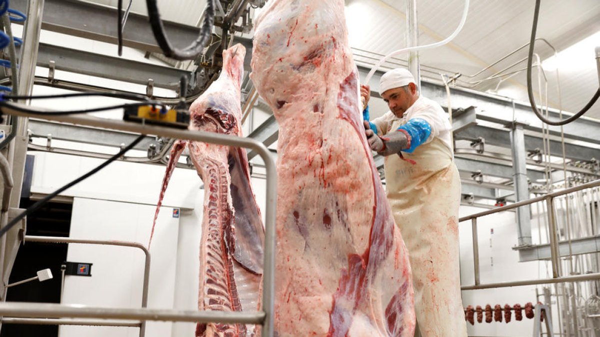 Calvó assegura que a la carn de l'escorxador “no hi ha cap risc”