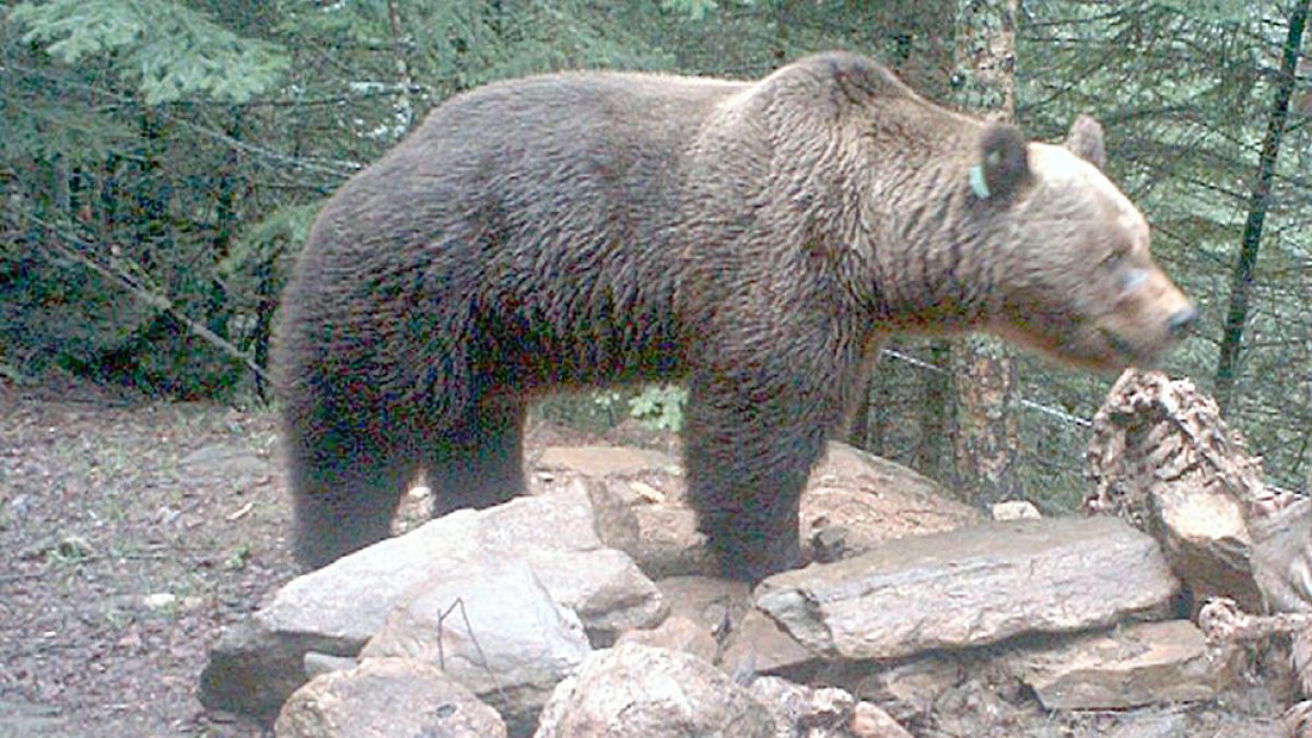 Cap indici d'ós bru a Andorra l'any passat