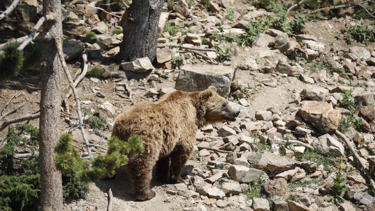 Petició d'inhabilitació i presó condicional per abatre l'os Torb