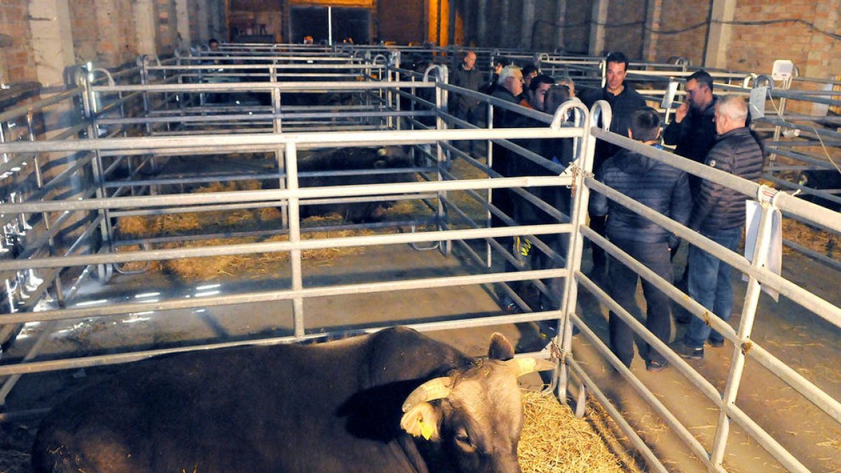 Sementals  a concurs i subhasta a la Borda Mateu