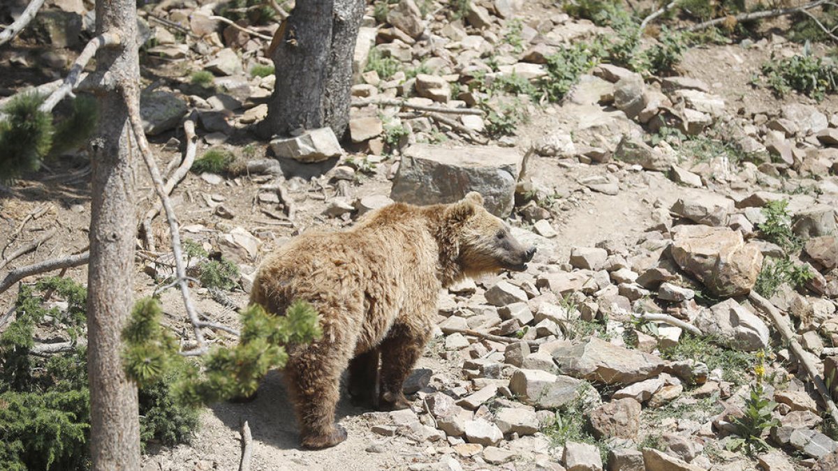 Apapma s'afegeix a la fiscalia i vol 8 mesos de presó condicional per la mort de l'os