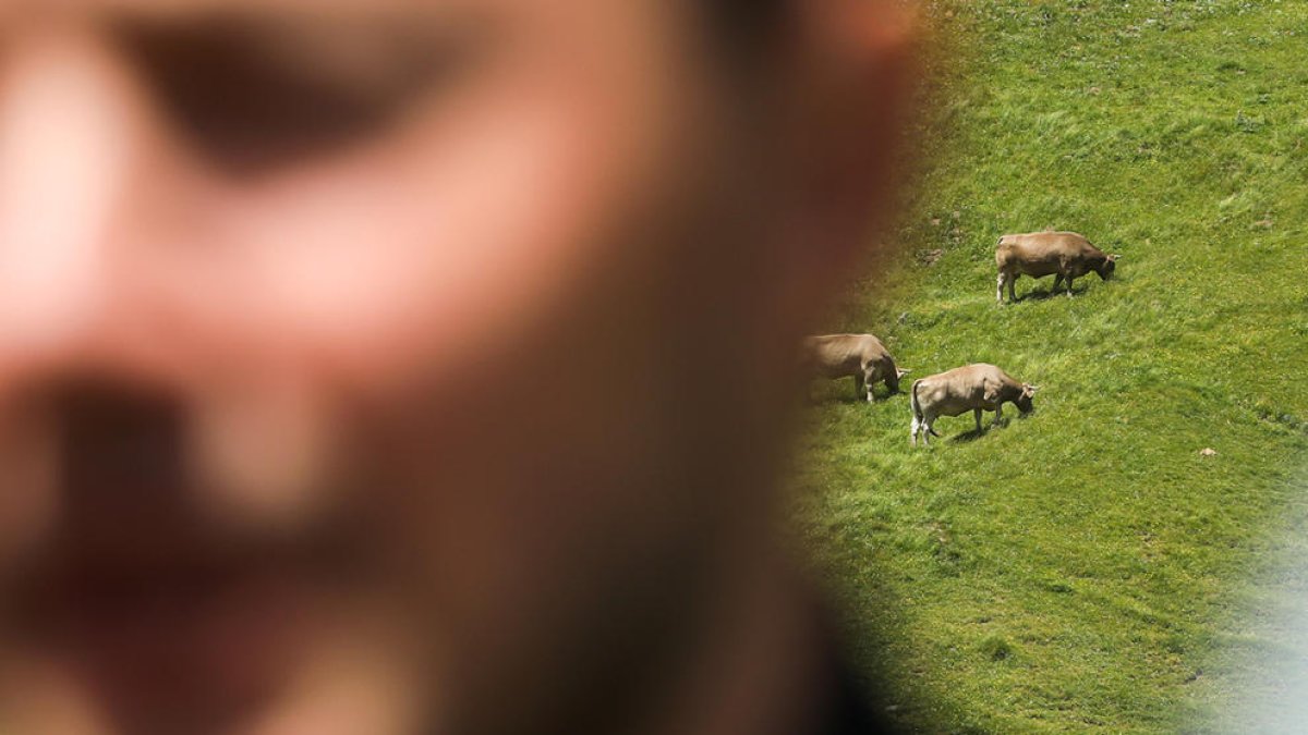 L'estiu beneeix el bestiar