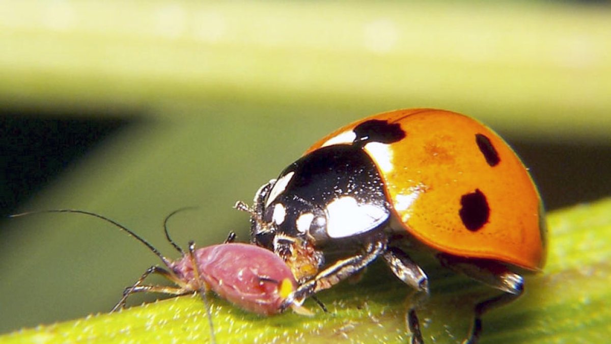 Les esperades marietes