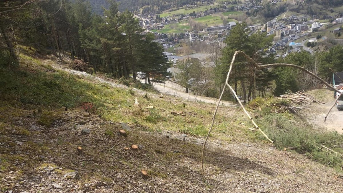 Denuncien tala massiva d'arbres per fer l'ETR