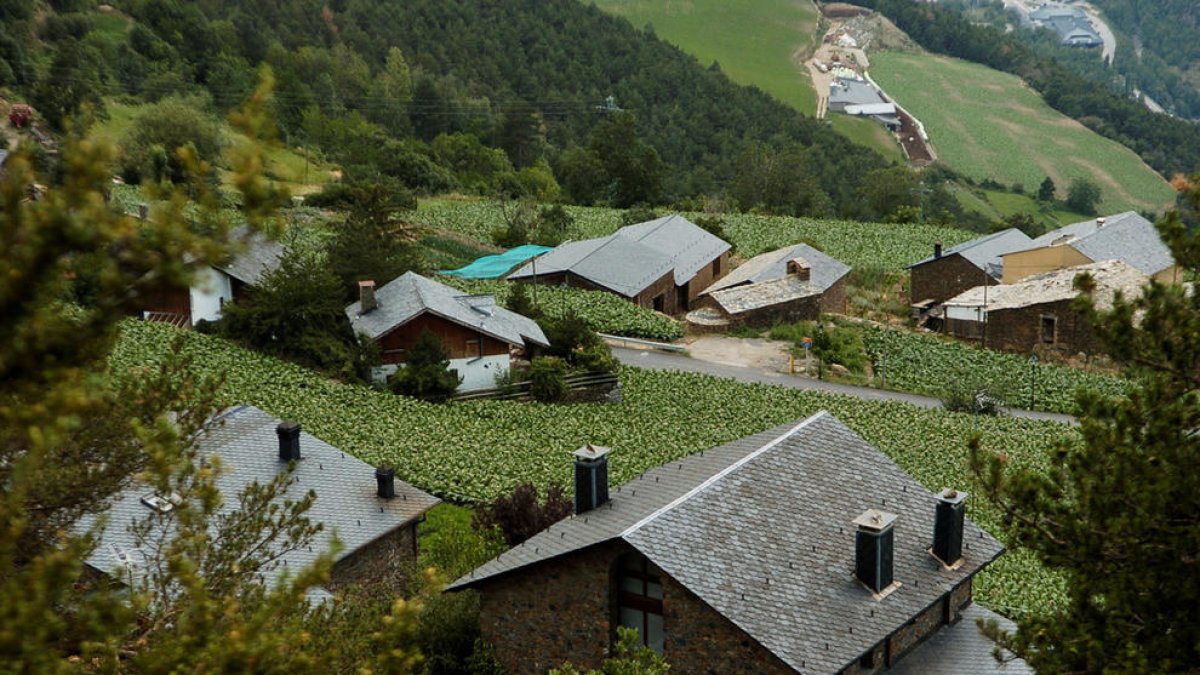 Un foc crema 300 metres quadrats de zona forestal a Auvinyà