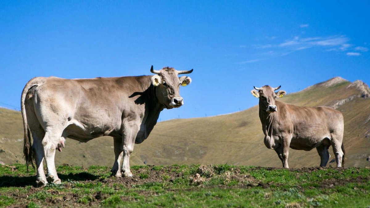 L'APRA vol que la llei diferenciï quins són els productes fets 100% a Andorra