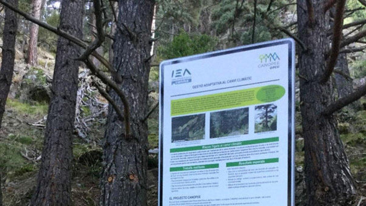Protegir el bosc protector