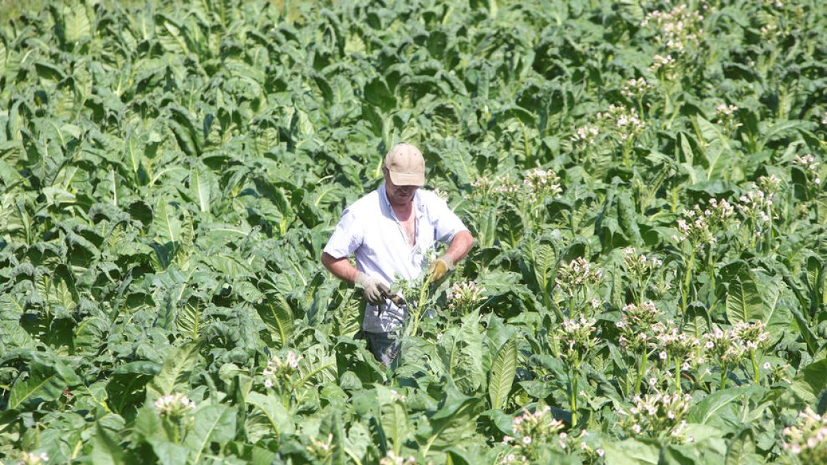 L'Acuand tem la repercussió de l'increment del preu del tabac