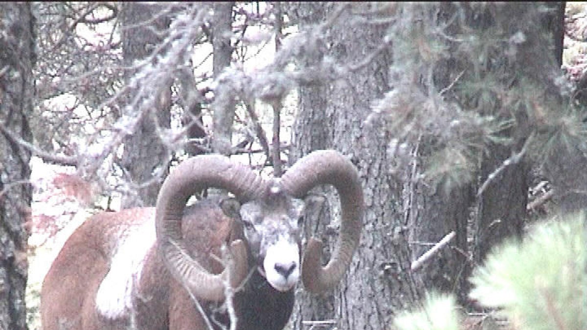 Multa de dos mil euros per tallar el cap a un mufló mort i transportar-lo