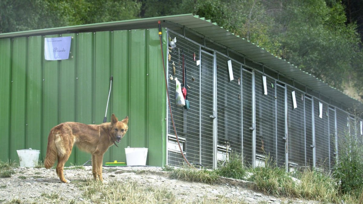 Agricultura investiga la mort de dos animals de la gossera