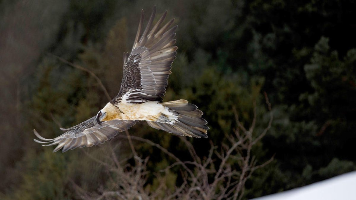 La joia de la corona, el trencalòs