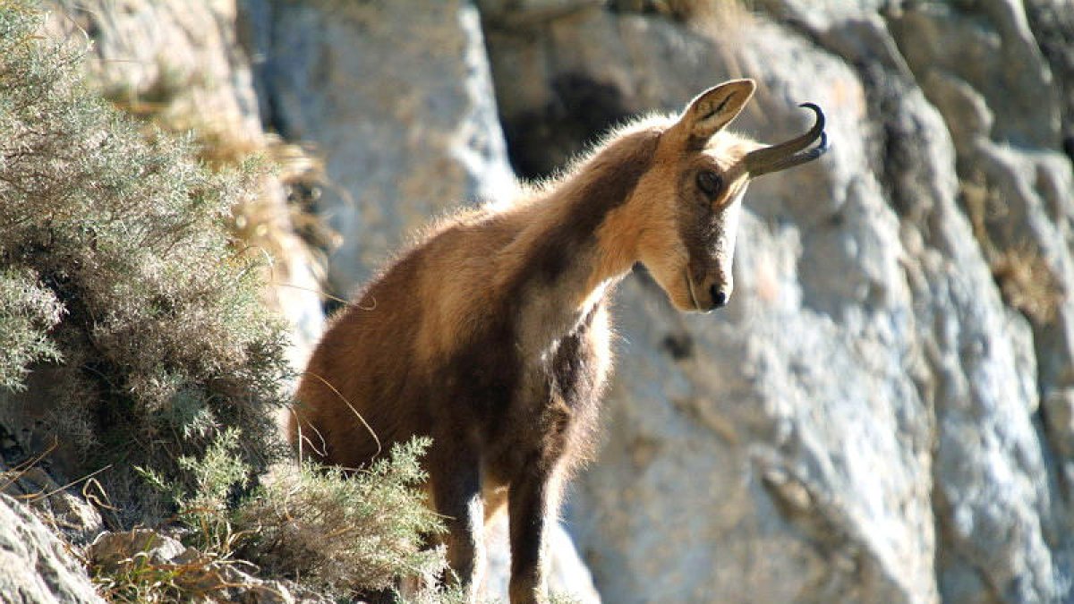 Dos caçadors abaten dos isards sense tenir la llicència
