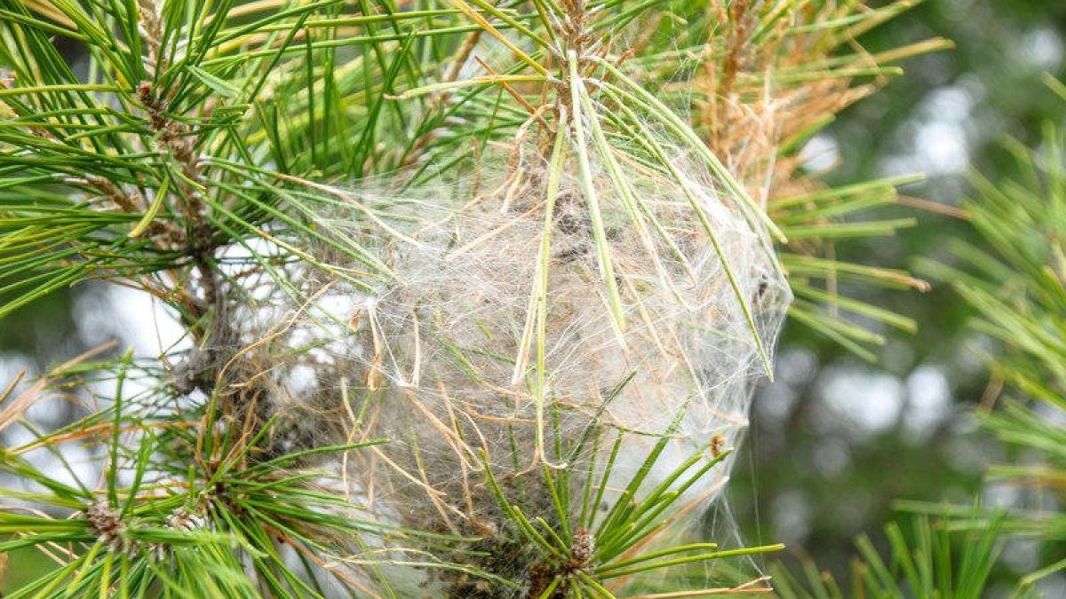 Front comú pel bosc