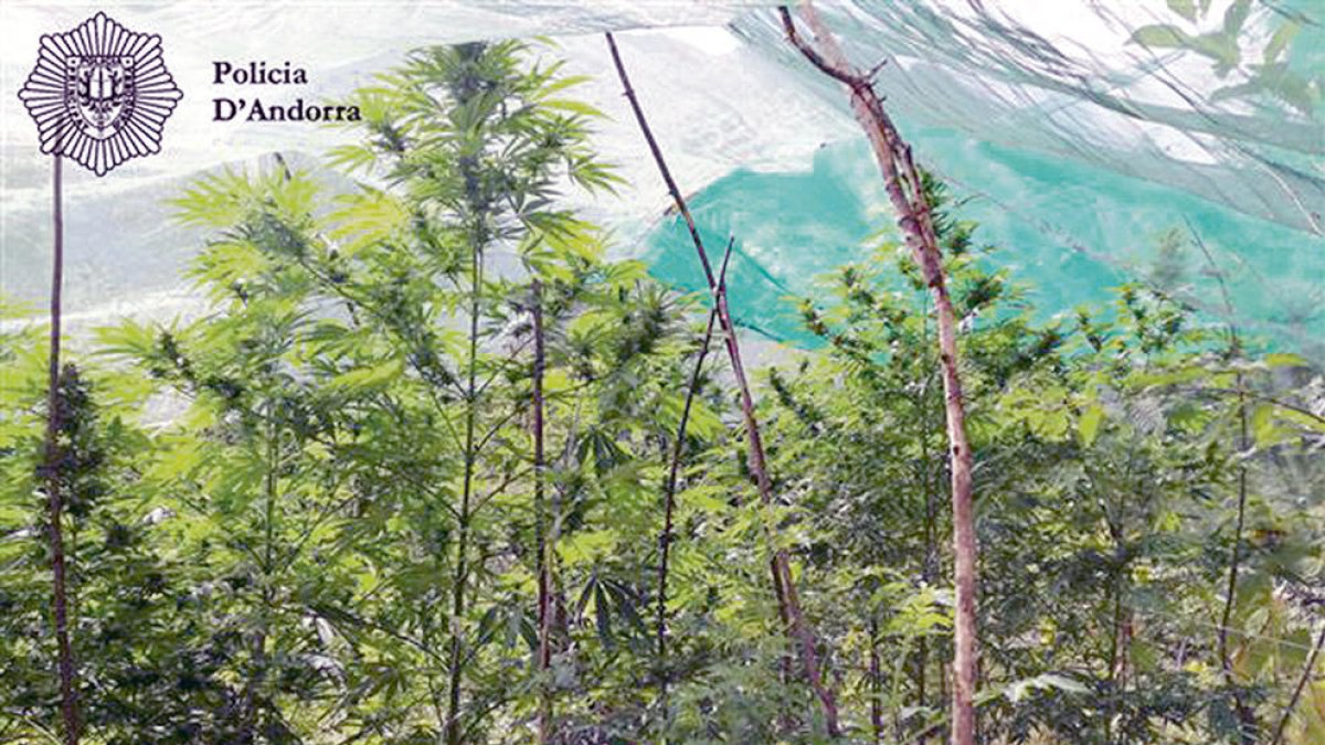 18.000 'porros' curatius