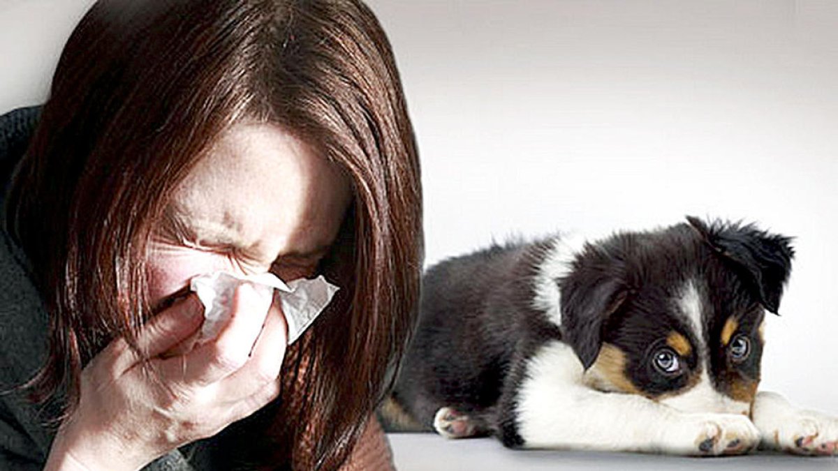 Mascotes entre esternuts