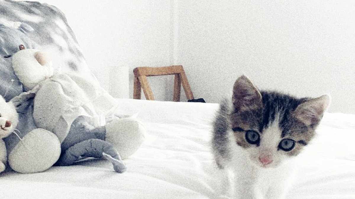 Adoptar un nou membre per a la família