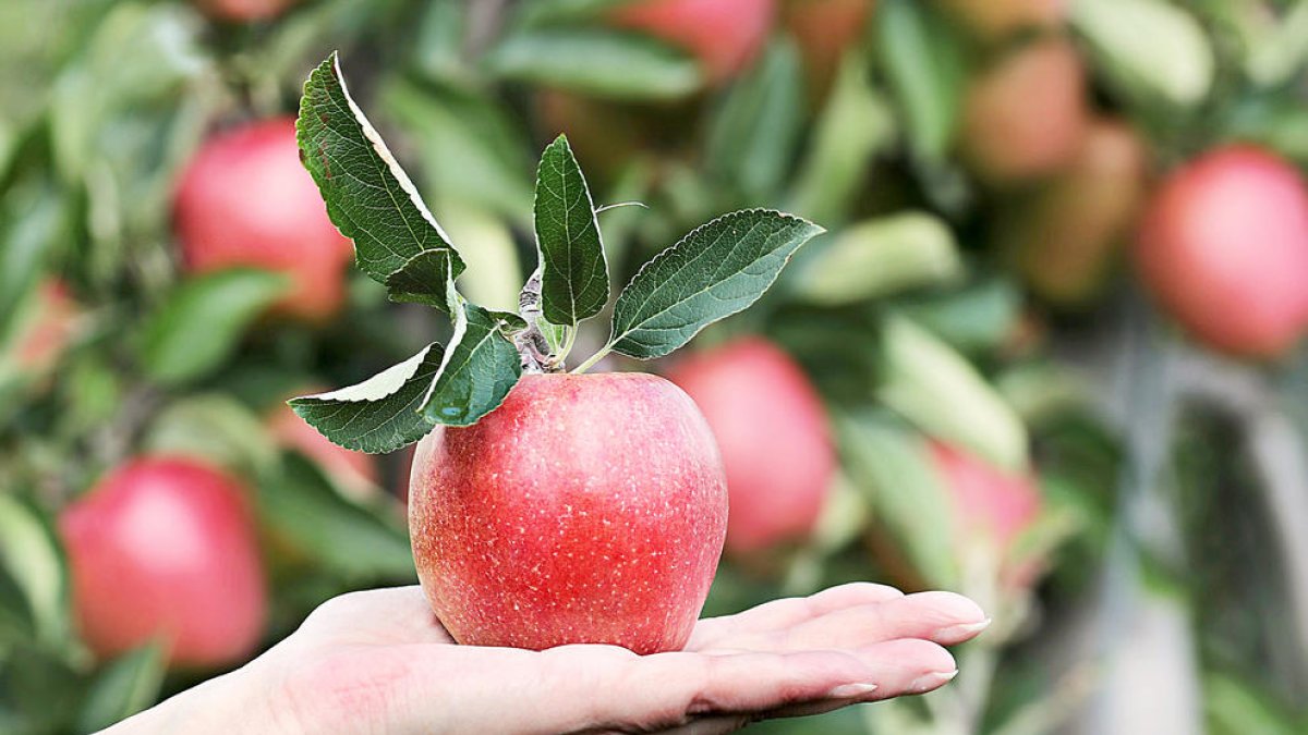 Aliments saludables a l'abast de tothom