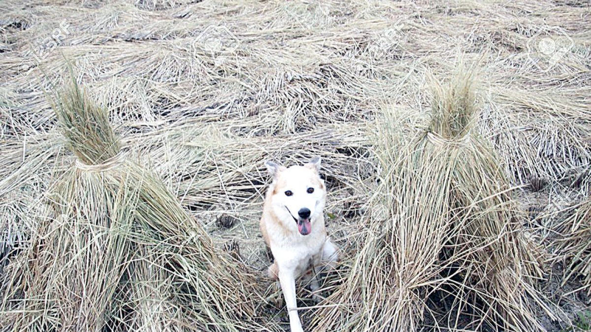 L'associació insta els pagesos a denunciar els gossos que entren en els camps