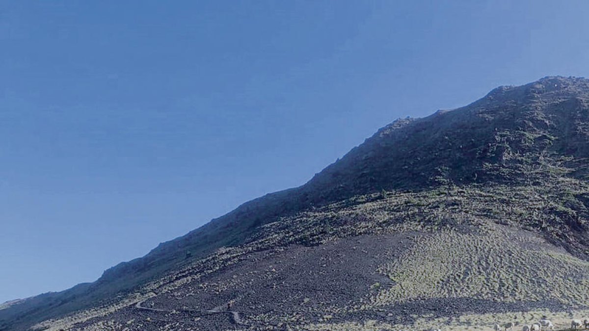 El comú porta 700 ovelles per netejar el sotabosc del Comapedrosa