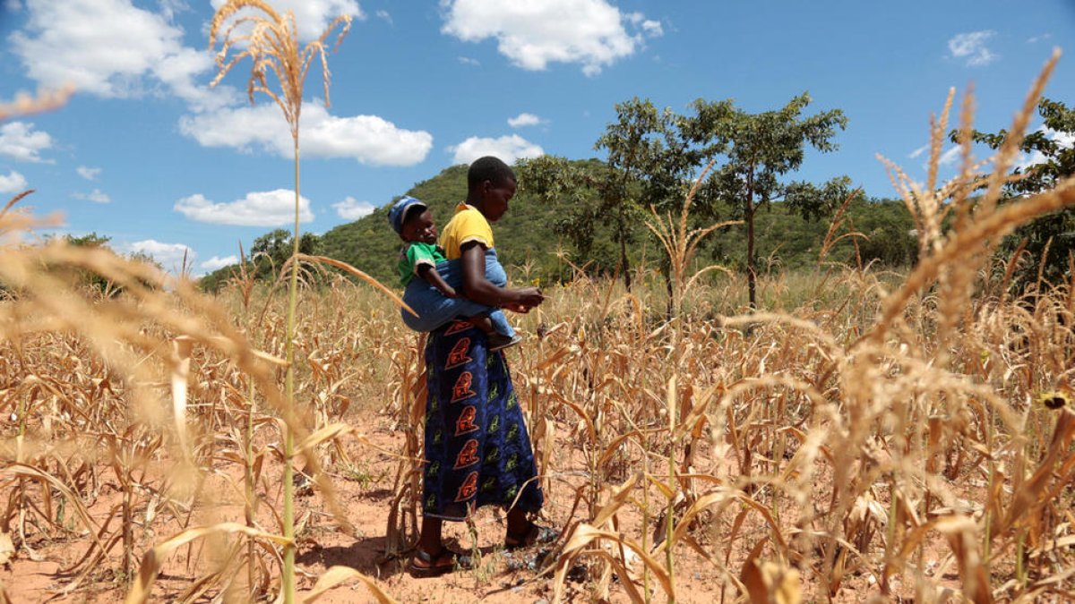 La fam amenaça 5 milions de persones a Zimbàbue