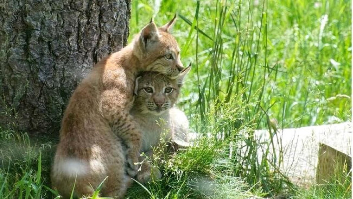 Els primers linxs nascuts en captivitat són andorrans