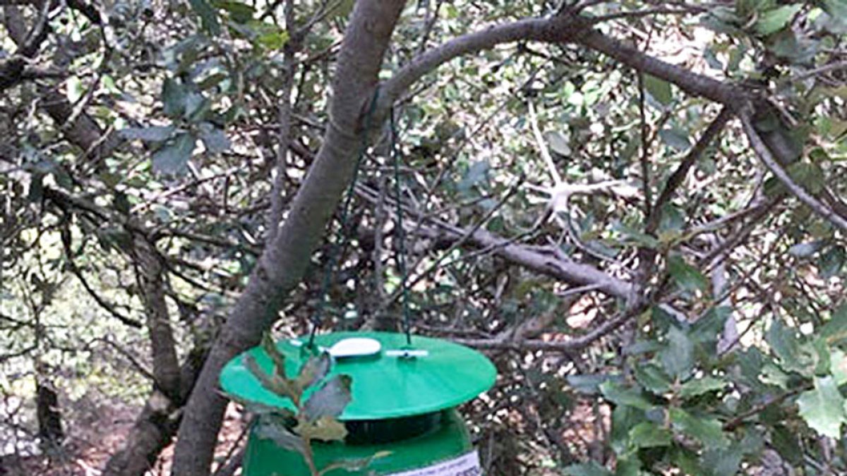 La papallona incontrolable