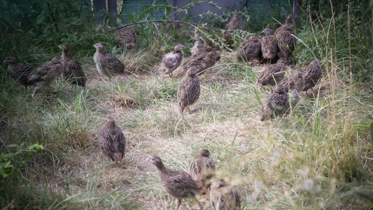 El programa de cria de la perdiu xerra autòctona preveu alliberar 1.000 perdius en dos anys