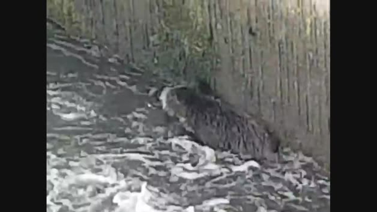 Porc senglar al Valira