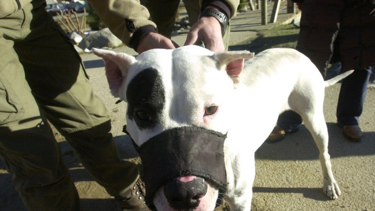 Sancionen els amos de tretze gossos perillosos des del gener