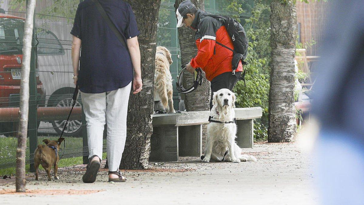 Identificar l'ADN dels gossos tindrà un cost de 28 euros per animal