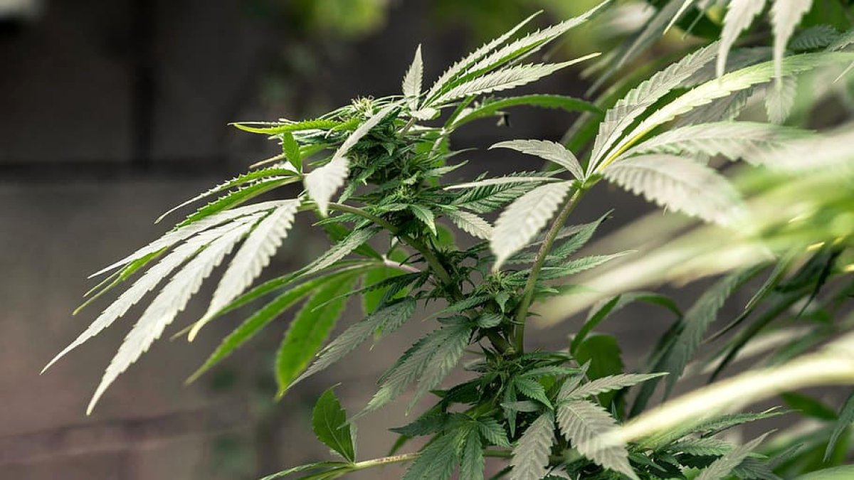 Parramon i Guirao impulsen el cànnabis terapèutic